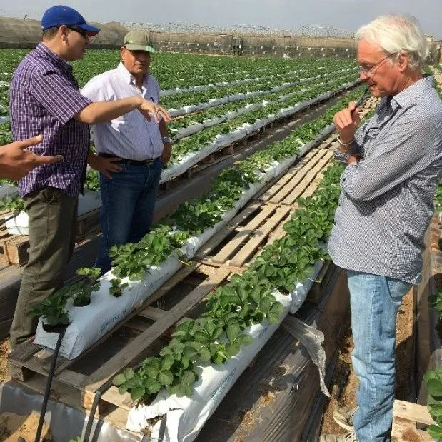 thumbnail for publication: UF/IFAS Strawberries beyond the USA: A Success Story from Egypt